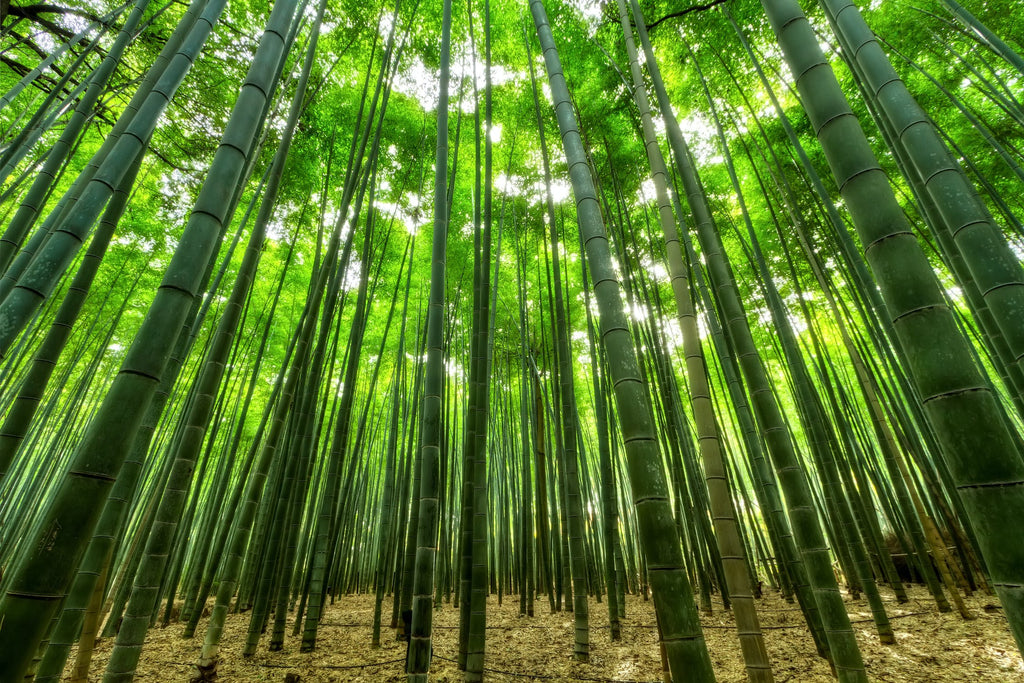 Benefits of Bamboo Clothing